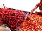Hargai cabai rawit merah mencapai Rp 160 ribu per kilogram [Foto: Istimewa]
