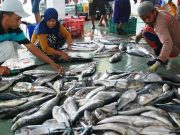 Ilustrasi tingkat konsumsi ikan Indonesia [Foto: Istimewa]