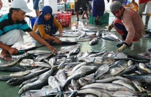 Ilustrasi tingkat konsumsi ikan Indonesia [Foto: Istimewa]