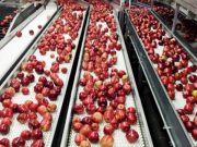 Indonesia Kalah dari AS di Sidang WTO