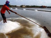 Ada Silang-sengkarut Data di Kementerian, Stok Garam Industri Hampir Habis