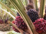 Stok Sawit Berlimpah, Harga Anjlok, Ekspor Melorot