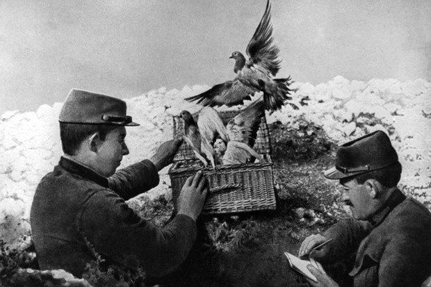 Merpati pos digunakan dalam mengirim surat rahasia oleh para tentara