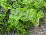 rumput-laut