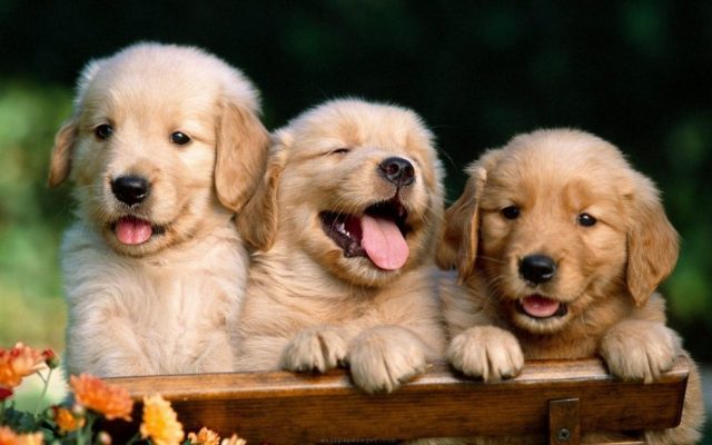 puppies