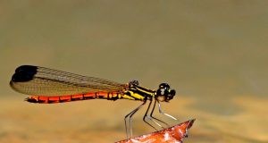 Libellago aurantiaca (Selys, 1859) : Nilam api