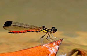 Libellago aurantiaca (Selys, 1859) : Nilam api