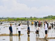Pekan Mangrove bersama Jokowi /ist
