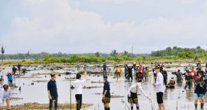 Pekan Mangrove bersama Jokowi /ist