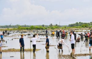 Pekan Mangrove bersama Jokowi /ist