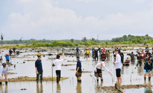 Pekan Mangrove bersama Jokowi /ist