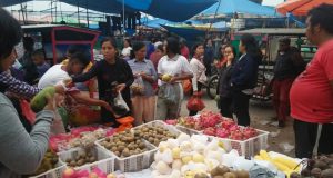 Buah naga kebun warga Balige Tobasa masuk pasar