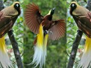 Burung cendrawasih di hutan aslinya.
