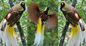 Burung cendrawasih di hutan aslinya.