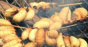 Kuliner Papua, sate ulat sagu - tagar.id