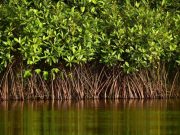 Ilustrasi, kawasan mangrove Teluk Balikpapan