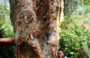 Tanaman kemenyan, istilah kimianya Styrax Benzoin atau sering juga disebut Olibanum. Para orangtua Batak zaman dulu, pohon ini dianggap berkah Tuhan karena getahnya memberikan kesejahteraan (KOMPAS.COM/MEI LEANDHA ROSYANTI)