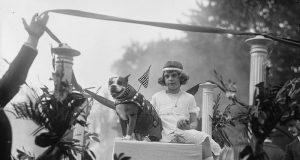 Sersan Stubby dalam parade militer setelah Perang Dunia I. Stubby adalah anjing pit bull terrier amerika yang punya jasa besar dalam perang di Eropa. Dia menjadi anjing pertama yang mendapatkan pangkat militer dalam sejarah AS. (Harris & Ewing/Library of Congress)