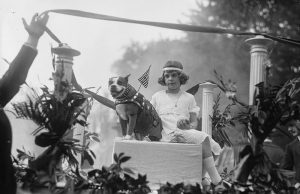 Sersan Stubby dalam parade militer setelah Perang Dunia I. Stubby adalah anjing pit bull terrier amerika yang punya jasa besar dalam perang di Eropa. Dia menjadi anjing pertama yang mendapatkan pangkat militer dalam sejarah AS. (Harris & Ewing/Library of Congress)