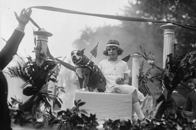 Sersan Stubby dalam parade militer setelah Perang Dunia I. Stubby adalah anjing pit bull terrier amerika yang punya jasa besar dalam perang di Eropa. Dia menjadi anjing pertama yang mendapatkan pangkat militer dalam sejarah AS. (Harris & Ewing/Library of Congress)