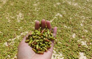 cengkeh basah. (Foto: Sulindo/Ulfa Nurfauziah)