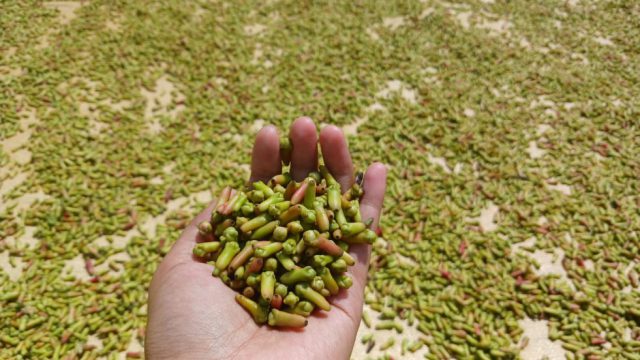 cengkeh basah. (Foto: Sulindo/Ulfa Nurfauziah)