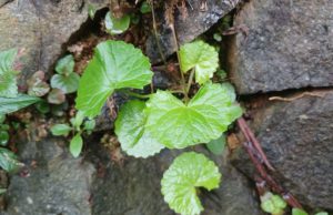 Daun Pegagan. (Foto: Sulindo/Ulfa Nurfauziah)