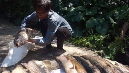 Ikan dewa yang mati dan akan diselimuti kain kafan