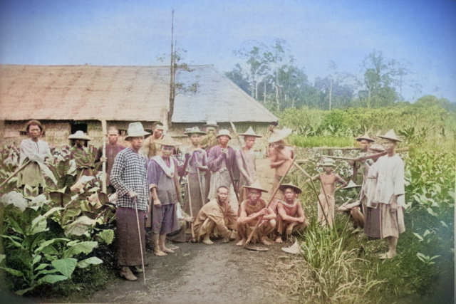 Para pekerja kontrak atau kuli di perkebunan tembakau.(foto: Tropenmuseum/colorized: Sulindo)