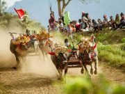 Dua pasang kerbau berpacu di lintasan Sirkuit Blatung Cina, Kaliakah, dalam lomba Makepung Piala Bupati Jembrana 2019. (BaliPost)