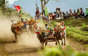 Dua pasang kerbau berpacu di lintasan Sirkuit Blatung Cina, Kaliakah, dalam lomba Makepung Piala Bupati Jembrana 2019. (BaliPost)