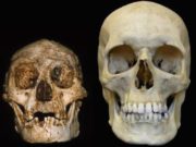 Perbandingan ukuran fosil tengkorak manusia purba Homo floresiensis (kiri) dengan Homo sapiens (kanan). (Sumber: slate.com)