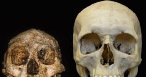 Perbandingan ukuran fosil tengkorak manusia purba Homo floresiensis (kiri) dengan Homo sapiens (kanan). (Sumber: slate.com)