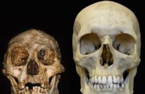 Perbandingan ukuran fosil tengkorak manusia purba Homo floresiensis (kiri) dengan Homo sapiens (kanan). (Sumber: slate.com)