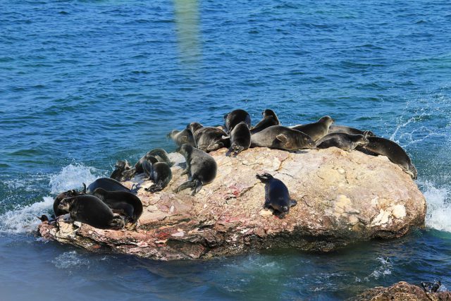 Anjing laut baikal. (wikipedia)