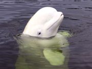 Paus Beluga dengan kepala melon yang menggemaskan. (foto: Anastasiia Vereshchagina/ Shutterstock)