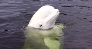 Paus Beluga dengan kepala melon yang menggemaskan. (foto: Anastasiia Vereshchagina/ Shutterstock)