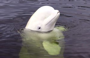 Paus Beluga dengan kepala melon yang menggemaskan. (foto: Anastasiia Vereshchagina/ Shutterstock)