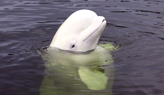 Paus Beluga dengan kepala melon yang menggemaskan. (foto: Anastasiia Vereshchagina/ Shutterstock)