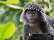 Lutung Jawa. Ilustrasi legenda Lutung Kasarung (iStockphoto)