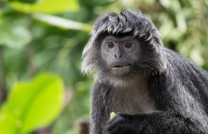 Lutung Jawa. Ilustrasi legenda Lutung Kasarung (iStockphoto)