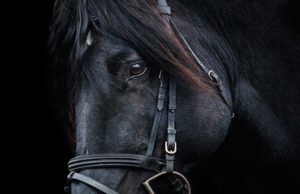 Ilustrasi Kuda Hitam Nilam Umbara (Pixabay / Stallion)