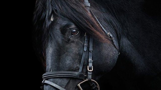 Ilustrasi Kuda Hitam Nilam Umbara (Pixabay / Stallion)