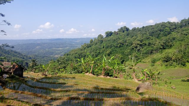 Area Pesawahan (foto: Sulindo/Ulfa Nurfauziah)