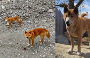 Sejumlah Papuan Singing Dog (kiri) sempat ditemukan di dataran tinggi Papua oleh Anang Dianto, sementara New Guinea Singing Dog (kanan) ada di Papua Nugini dan telah menyebar hingga ke Amerika. Kedua jenis anjing ini berkerabat dekat dan terkenal suka bernyanyi. (Sumber: Sulindo/Benedict Pietersz)