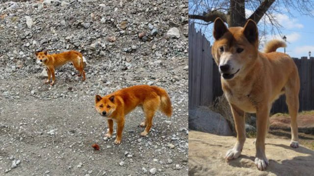 Sejumlah Papuan Singing Dog (kiri) sempat ditemukan di dataran tinggi Papua oleh Anang Dianto, sementara New Guinea Singing Dog (kanan) ada di Papua Nugini dan telah menyebar hingga ke Amerika. Kedua jenis anjing ini berkerabat dekat dan terkenal suka bernyanyi. (Sumber: Sulindo/Benedict Pietersz)