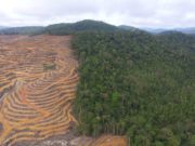 Foto: #SaveOurBorneo