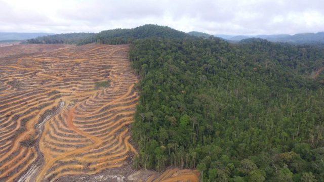 Foto: #SaveOurBorneo