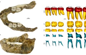 Fosil rahang Paranthropus capensis (kiri) dan perbandingan gigi dan akar gigi Paranthropus capensis dengan Paranthropus robustus (kanan). Paranthropus capensis adalah spesies baru yang sebelumnya belum diketahui dari Afrika Selatan. (Sumber: Taxonomic revision of the SK 15 mandible based on bone and tooth structural organization/C. Zanolli, J.-J. Hublin, O. Kullmer dkk.)