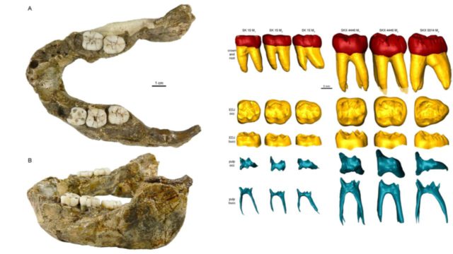 Fosil rahang Paranthropus capensis (kiri) dan perbandingan gigi dan akar gigi Paranthropus capensis dengan Paranthropus robustus (kanan). Paranthropus capensis adalah spesies baru yang sebelumnya belum diketahui dari Afrika Selatan. (Sumber: Taxonomic revision of the SK 15 mandible based on bone and tooth structural organization/C. Zanolli, J.-J. Hublin, O. Kullmer dkk.)